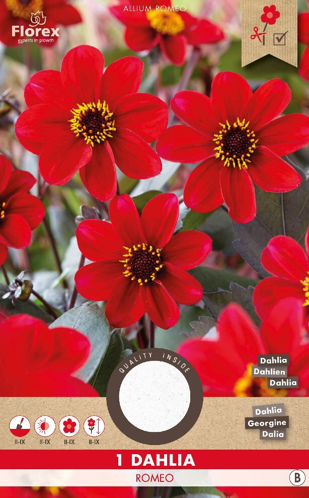 Dahlia Mignon Happy Single Romeo Rood 1st.