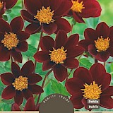 Dahlia Mignon Mexican Star 1st.