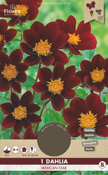 Dahlia Mignon Mexican Star 1st.