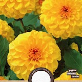 Dahlia Pompon Golden Scepter 1st.