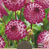 Dahlia Pompon Little Robert Donkerroze/Wit 1st.