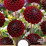 Dahlia Pompon Natal Rood 1st.