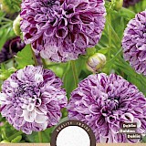 Dahlia Pompon Marble Ball Paars 1st.