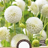 Dahlia Pompon Snowflake 1st.