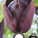 Tulp Queen Of Night 11/12 8st.