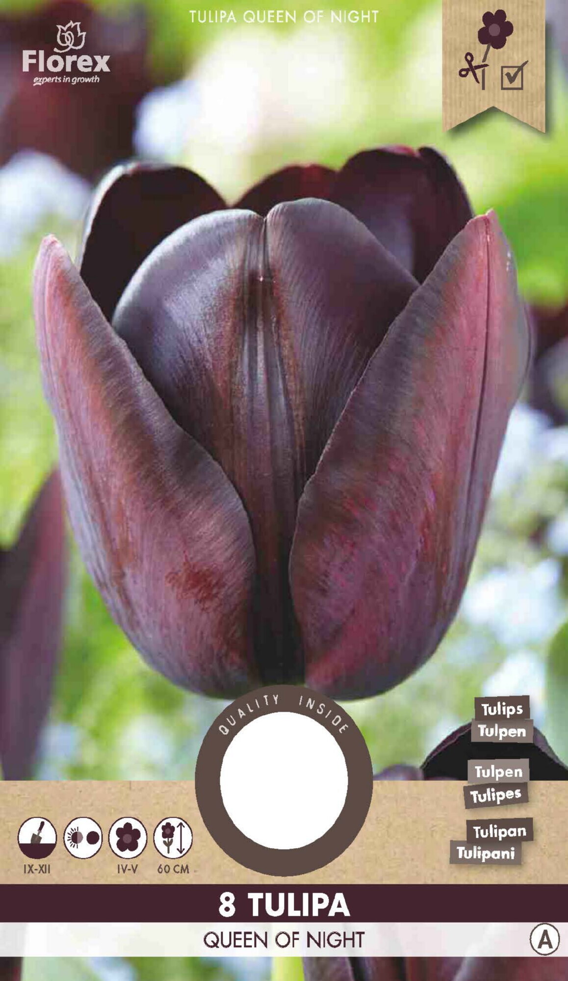 Tulp Queen Of Night 11/12 8st.