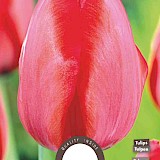 Tulp Red Impression 12+ 8st.
