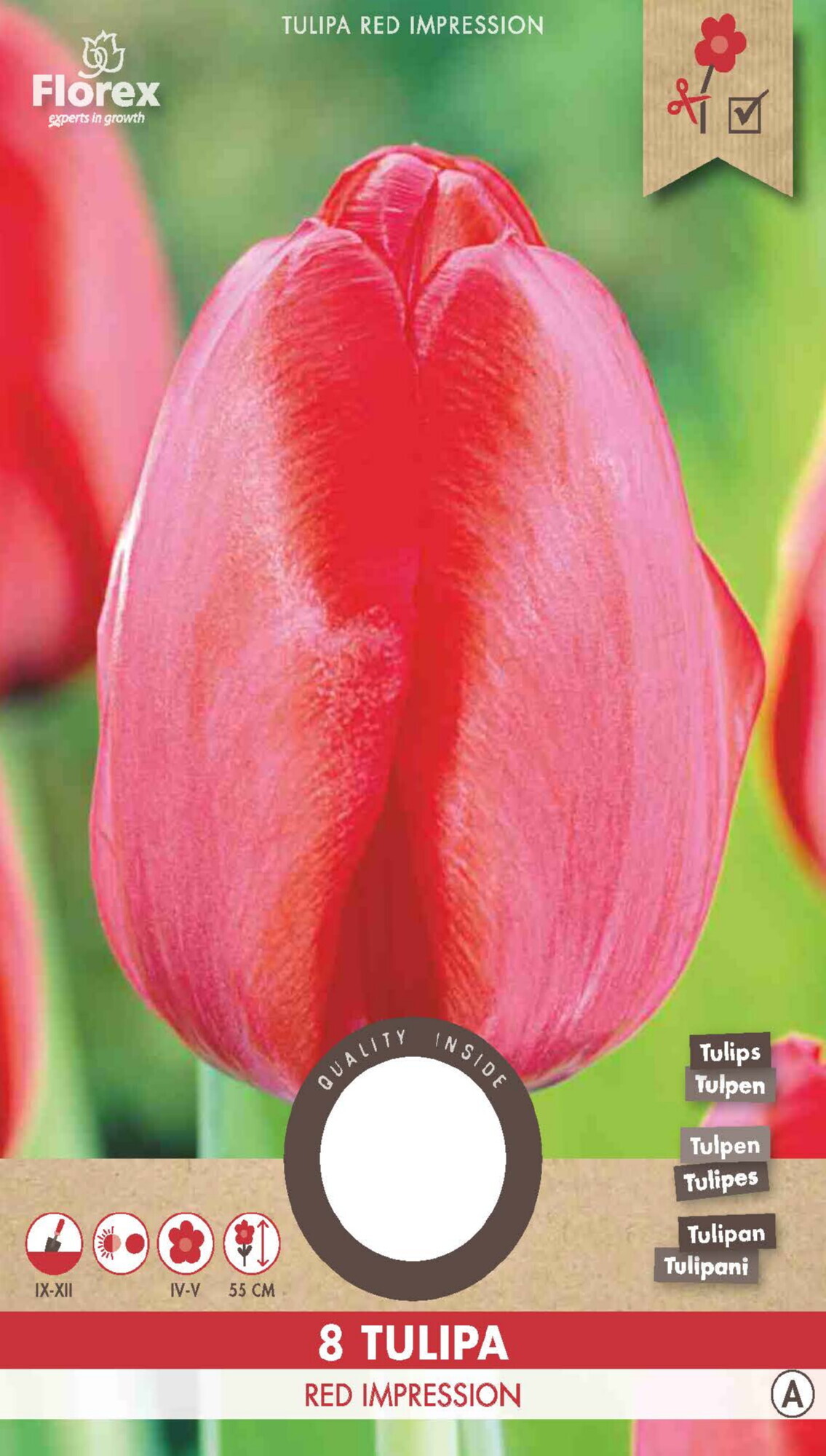 Tulp Red Impression 12+ 8st.