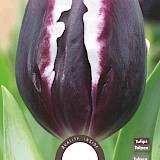Tulp Triumph Jackpot 11/12 6st.