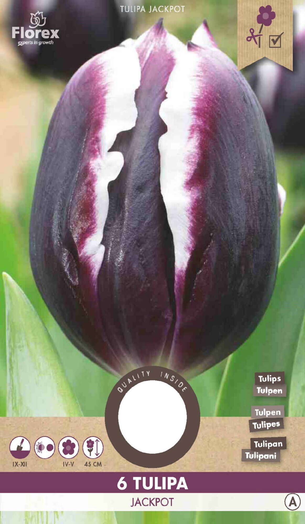 Tulp Triumph Jackpot 11/12 6st.