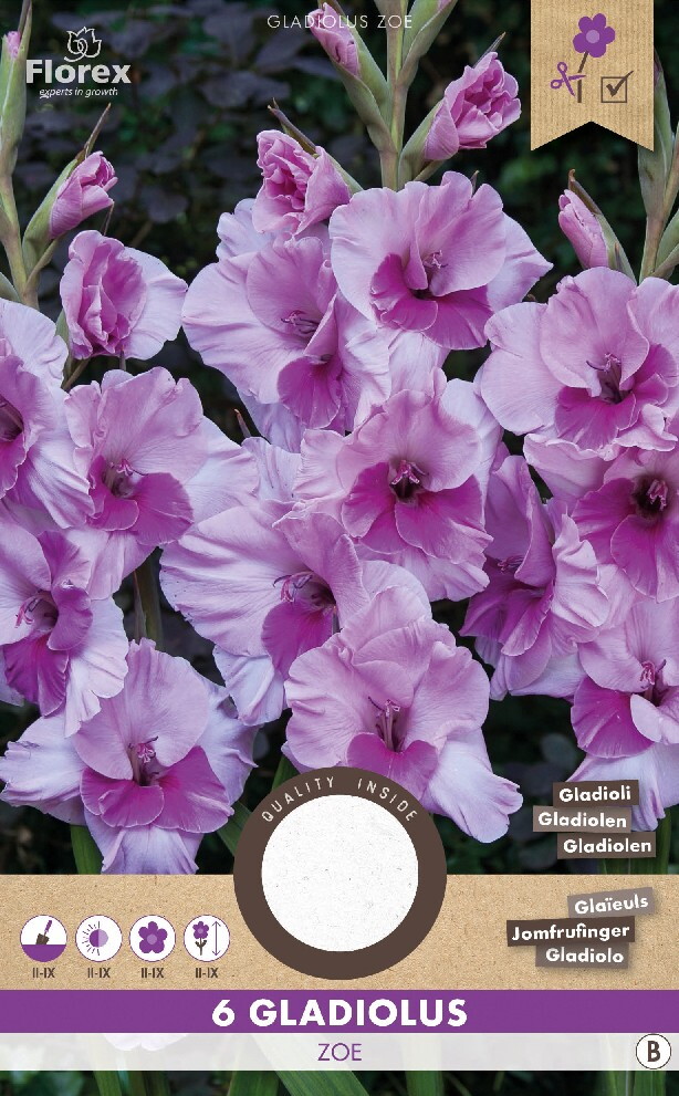 Gladiolen Zamora 6st.