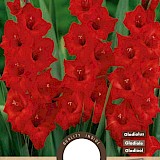 Gladiolen Mascagni 8st.