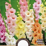 Gladiolen Pastel Gemengd 8st.