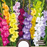 Gladiolen Grandiflora Mix 8st.