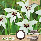 Gladiolen Acidanthera Callianthus Wit 60st.