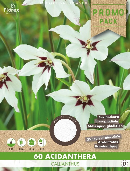 Gladiolen Acidanthera Callianthus Wit 60st.