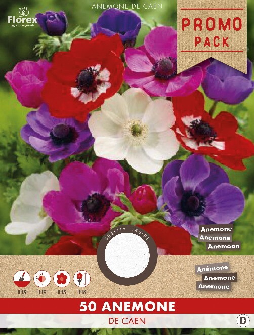 Anemoon De Caen 50st.