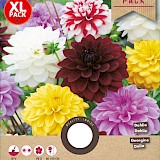 Dahlia Decoratief Select Mix 5st.