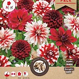 Dahlia Red/White- Select Mix 4st.