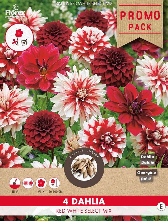 Dahlia Red/White- Select Mix 4st.