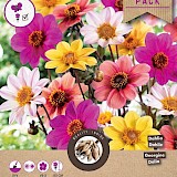Dahlia Mignon Happy Single Olivia Mix 3st.
