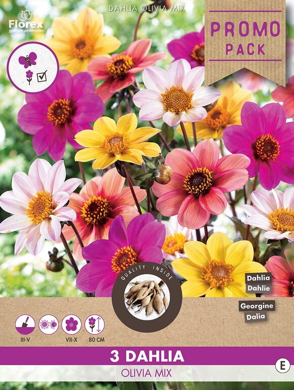 Dahlia Mignon Happy Single Olivia Mix 3st.
