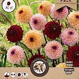 Dahlia Pompon Julia Mix 3st.