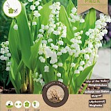 Lelie Van Dalen Convallaria majalis 10st.