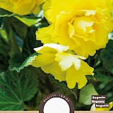 Begonia Dubbel Geel 3st.
