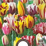 Tulp Rembrandt Gemengd 11/12 8st.
