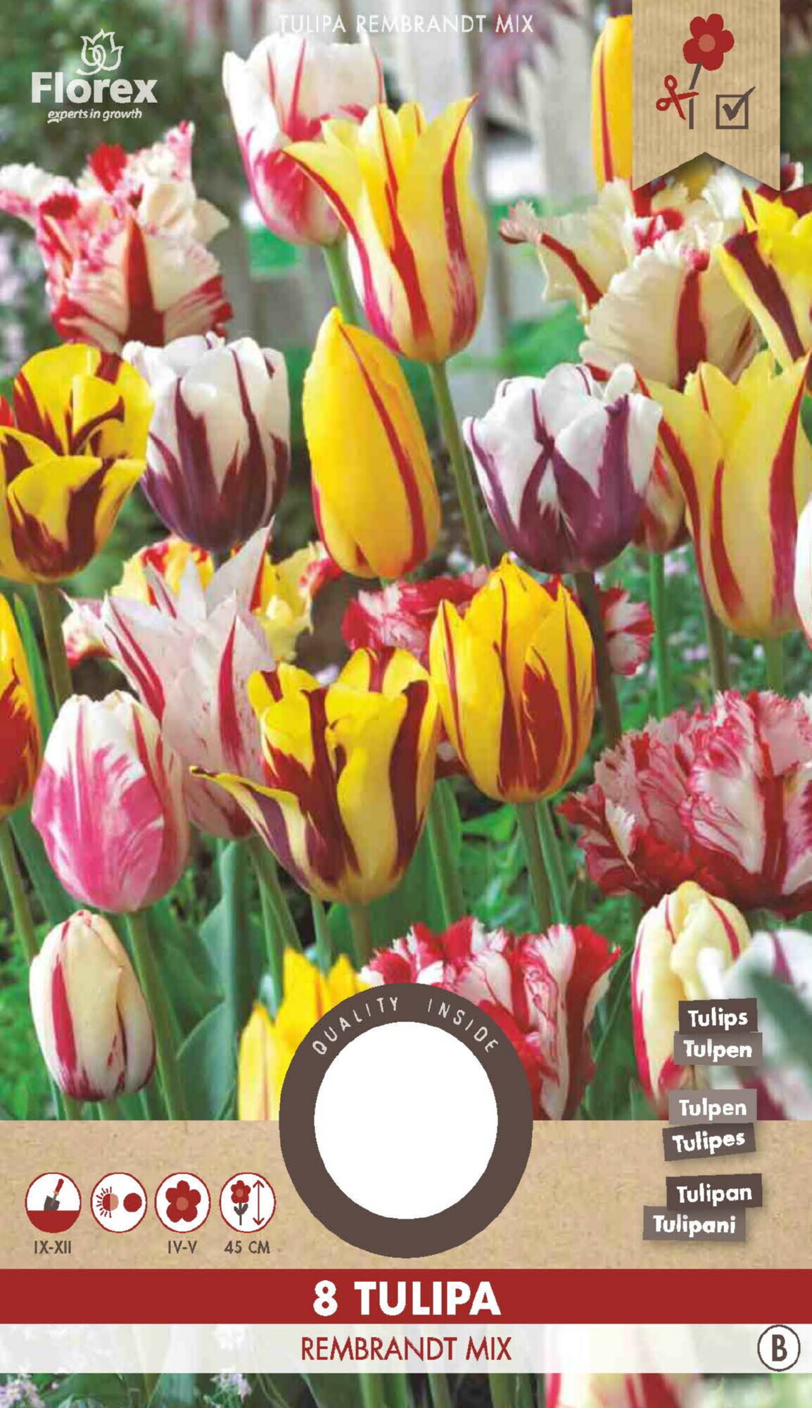 Tulp Rembrandt Gemengd 11/12 8st.