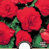 Begonia Dubbel Rood 3st.