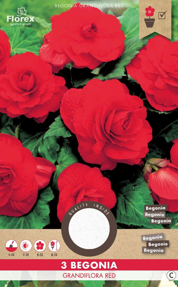 Begonia Dubbel Rood 3st.