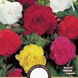 Begonia Dubbel Mix 3st.
