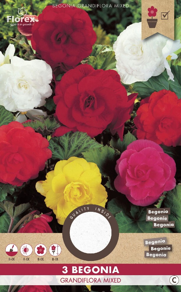 Begonia Dubbel Mix 3st.