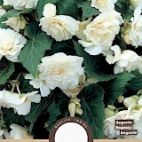 Begonia Hang Wit 3st.