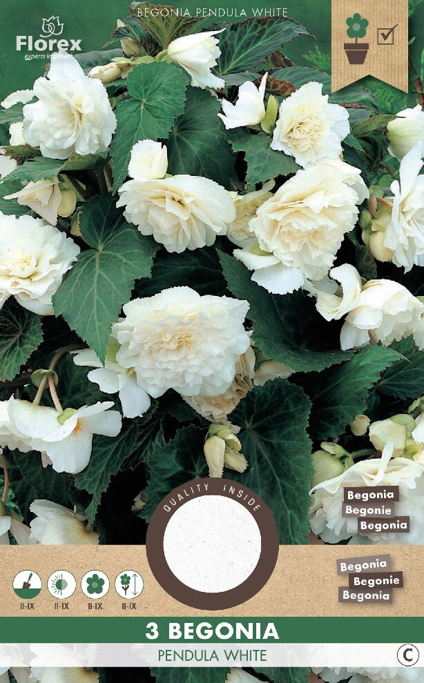 Begonia Hang Wit 3st.