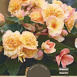 Begonia Hang Champagne 3st.