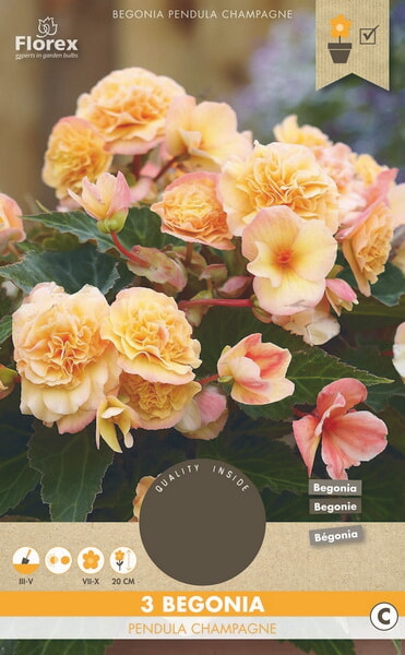Begonia Hang Champagne 3st.