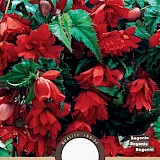 Begonia Hang Rood 3st.