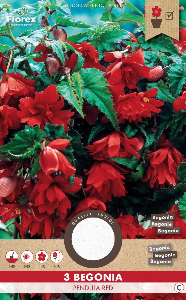 Begonia Hang Rood 3st.