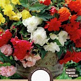 Begonia Hang Mix 3st.