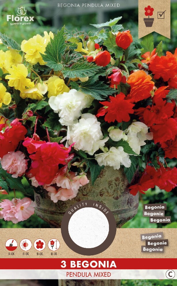 Begonia Hang Mix 3st.