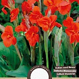 Lelie Canna Groenbladig Rood 1st.