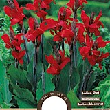 Lelie Canna Groenbladig Rood 1st.