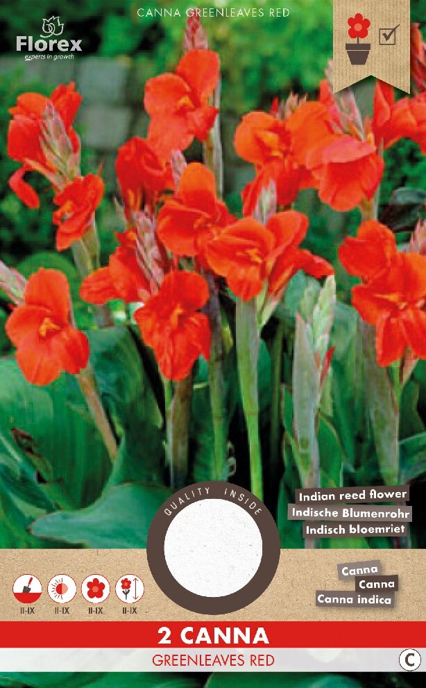 Lelie Canna Groenbladig Rood 1st.