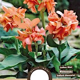 Lelie Canna Salmon Pink 1st.
