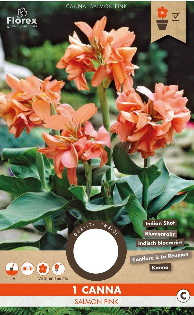 Lelie Canna Salmon Pink 1st.