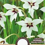 Gladiolen Acidanthera 25st.