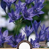 Anemoon Triteleia Queen Fabiola 25st.